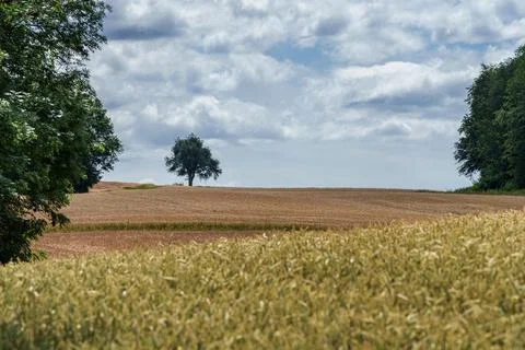 A lone tree in vast wheat fields under a cloudy sky, forming a serene rural.. Stock Photos
