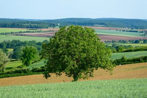 Lone tree in vibrant patchwork fields, Burgundy Stock Photos