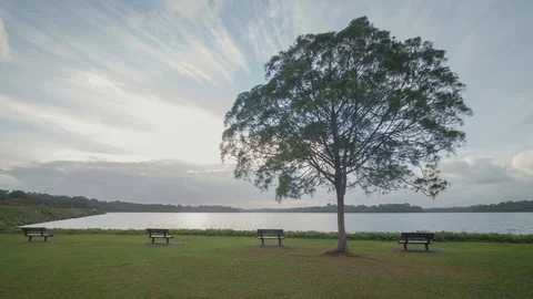 A lone tree view on a cloudy evening in an old reservoir in Singapore Stock Footage 123891418