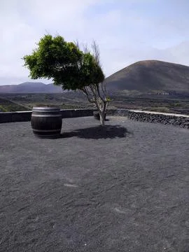 Lone tree in volcanic landscape Stock Photos