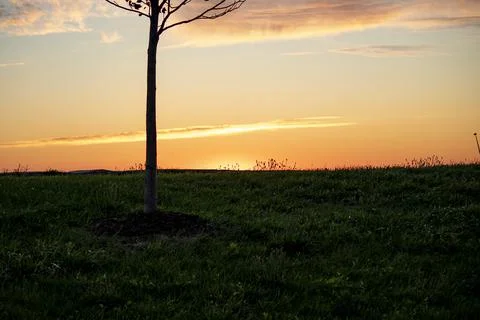 Lone tree waiting for the sun Foto stock
