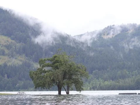 Lone Tree in the water Stock Photos