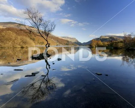 Lone tree in the waters of Llyn Padarn at Llanberis, Snowdonia, Wales Stock Photos
