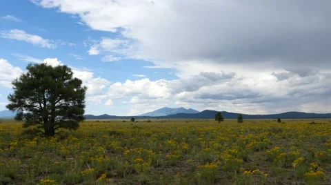 A lone tree on a western prairie in the wind Stock Footage 65365379