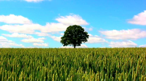 Lone tree in a wheat field Stock Footage 152831