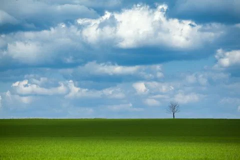 A lone tree in a wheat field Stock Photos