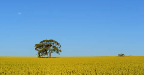 A lone tree in a windblown wheat field near Kalbarri, Western Australia. Stock Footage 61017829