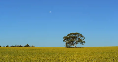 A lone tree in a windblown wheat field near Kalbarri, Western Australia. Stock Footage 61018483
