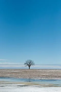 Lone Tree in Winter Field with Blue Sky Stock Photos