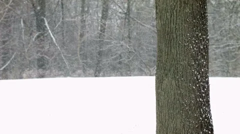 Lone Tree in Winter Stock Footage 46227484