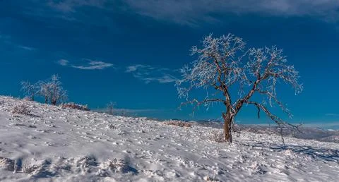 Lone Tree in a Winter Landscape Stock Photos