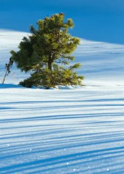 Lone tree winter Stock Photos