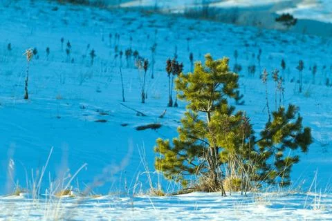 Lone tree winter Foto stock