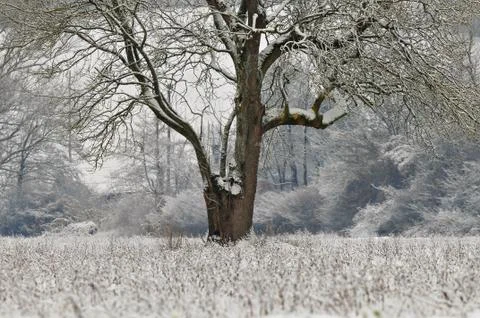 Lone tree in winter Stock Photos