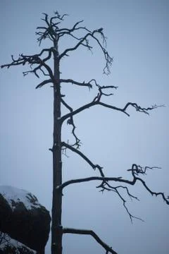 Lone tree in winter Stock Photos