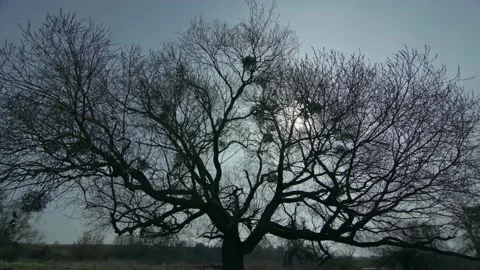 A lone tree without leaves Stock Footage 165811769