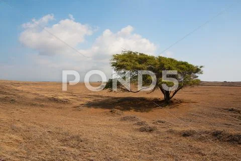 Lone Tree.jpg Stock Photos