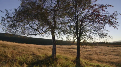 Lone trees at Hala Izerska, Poland Video stock 34300073