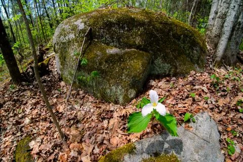 Lone Trillium perspective Stock Photos