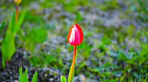 Lone tulip in early spring Video stock 38237549