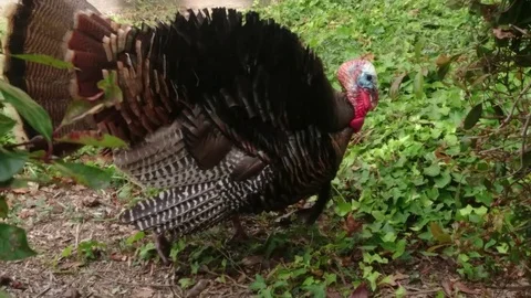 Lone Turkey Stock Footage 77312240