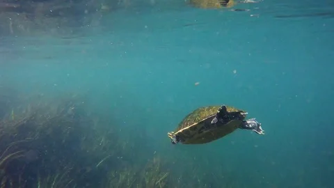 Lone Turtle in a Florida Spring Stock Footage 89355277