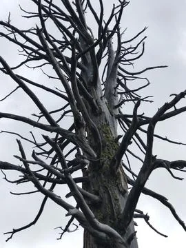 A lone twisted tree Foto stock