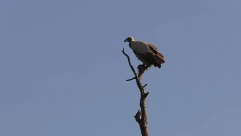 Lone Vulture Stock Footage 311942098
