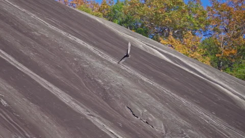 Lone Vulture Soaring Past a Massive, Streaked Granite Slab Stockbeeldmateriaal 320904582