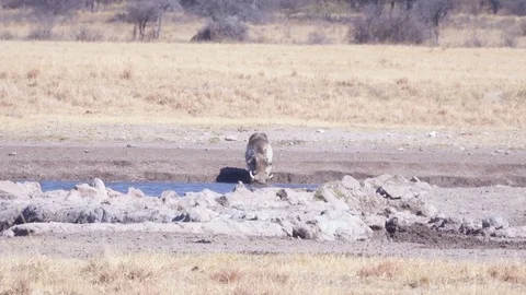 Lone warthog cautiously drinking from small water hole on sunny day Stock-Footage 81417000