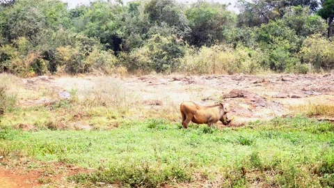 A lone warthog grazing in the wild Stock Footage 96692243