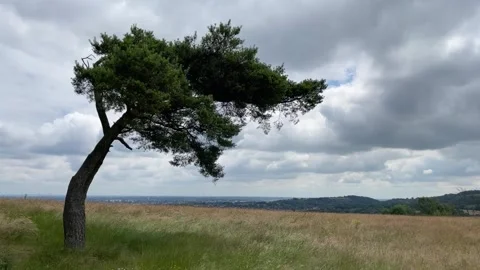 Lone weathered conifer tree on hillside, England, UK Stock-Footage 279333591