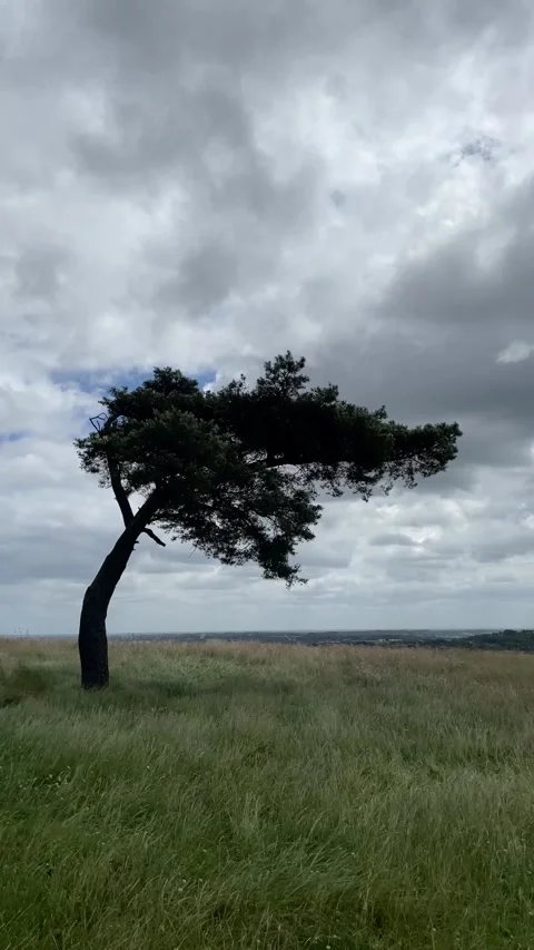 Lone weathered conifer tree on hillside, England, UK. Stock Footage 280200100