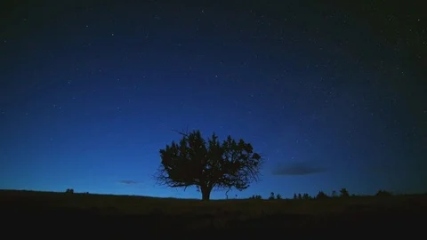 Lone western juniper at dusk under milky way Stock Footage 81765238