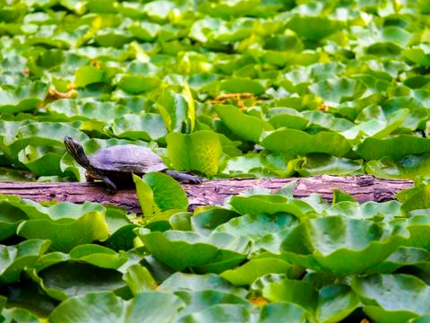 Lone western painted turtle on a log in a pond fully of lily pads Stock Photos