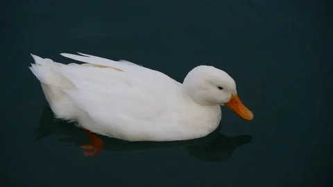 Lone White Duck With Orange Beak And Paws Floating On Dark Water Close-Up Stock Footage 195993574