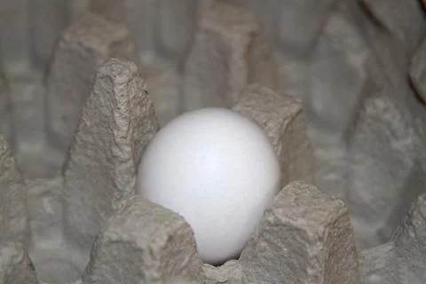 Lone white egg in a cardboard container Stock Photos