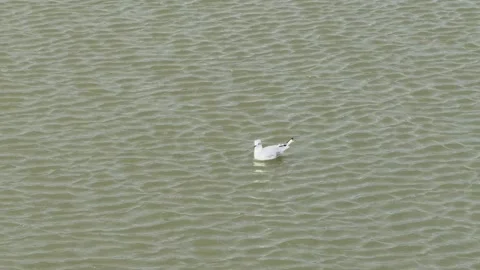 Lone white seagull peacefully floating on rippling water Stock Footage 345022911