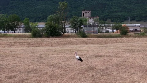 A lone white stork stands in a vast, dry golden meadow with a rustic bus stop Stock Footage 341404142