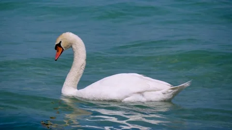 Lone White Swan Floating On The Waves, Close-Up Stock Footage 167739359