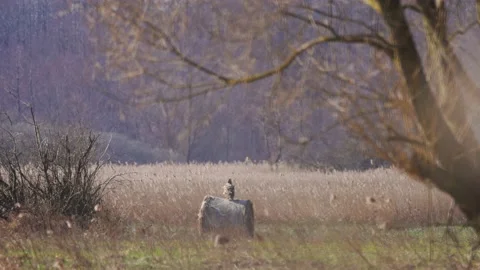 A lone white-tailed eagle sits on a bale of hay, 4K slomo Stock Footage 176248126