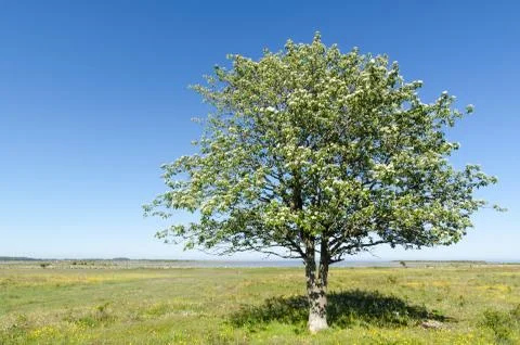 Lone Whitebeam tree by springtime in a green and bright coastland with yellow Stock Photos