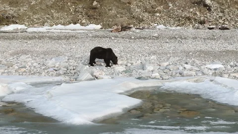 Lone wild brown bear on the icy shore of a lake digs in search of food Stock Footage 310219818