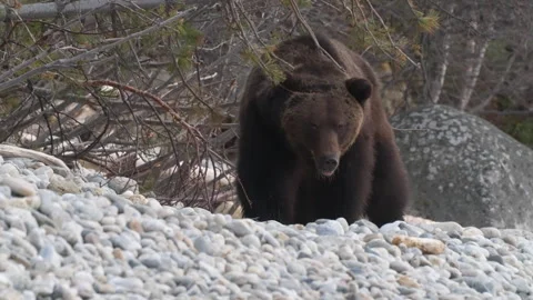 A lone wild brown bear strolls along the rocky shore and looks at the camera Video stock 309291778