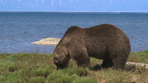 Lone wild brown bear walks near lake looking for food in national park on summer Stock Footage 309609257