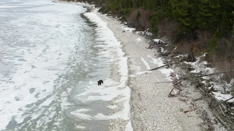 Lone wild brown bear wanders along the icy shore of a lake and search of food Stock Footage 309298379
