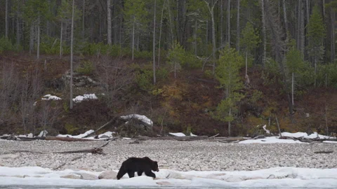 A lone wild brown bear wanders along the icy shore of a lake and search of food Video stock 309608370