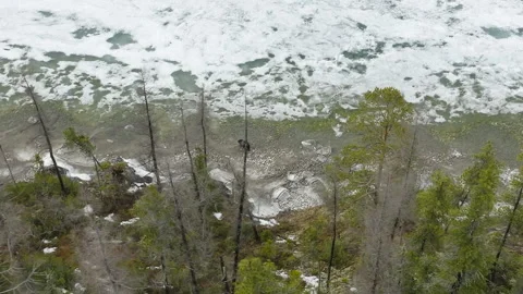 A lone wild brown bear wanders along the icy shore of a lake and search of food Stock Footage 309608882