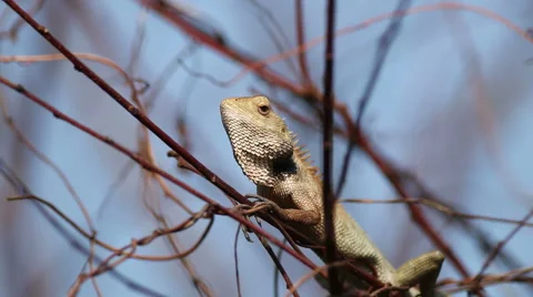 A Lone Wild Chameleon Stock Footage 60422664