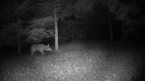 Lone Wild Coyote Exploring a Forest Clearing at Night Stock Footage 346960436